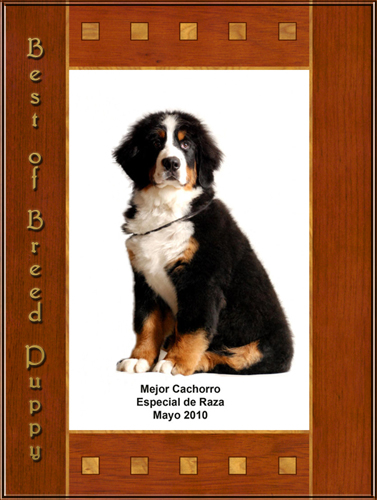 Best of Breed Puppy Vasco