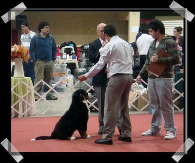 Best of Breed Puppy Vasco