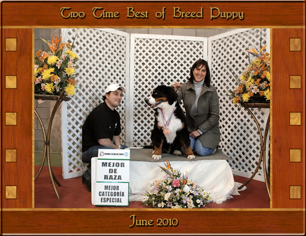 Best of Breed Puppy Vasco
